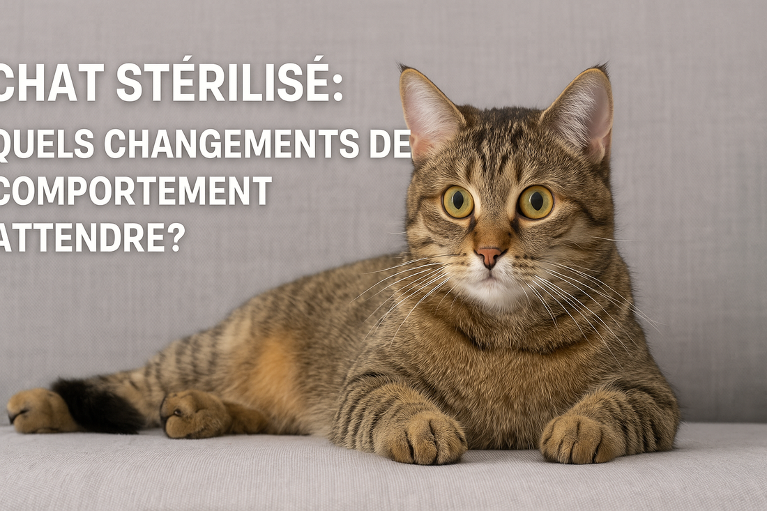 Chat stérilisé : quels changements de comportement attendre ?