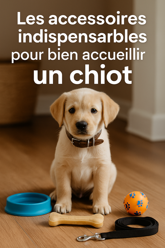 Les accessoires indispensables pour bien accueillir un chiot