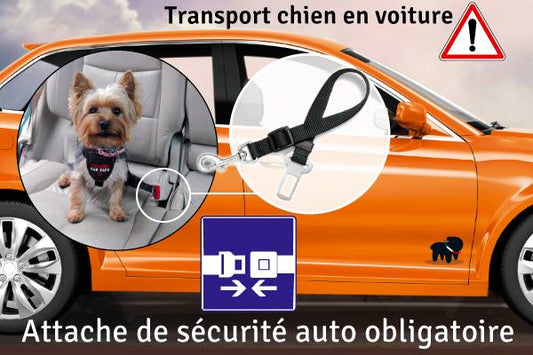 Voyagez en voiture avec son chien. Quelles règles de sécurité ?