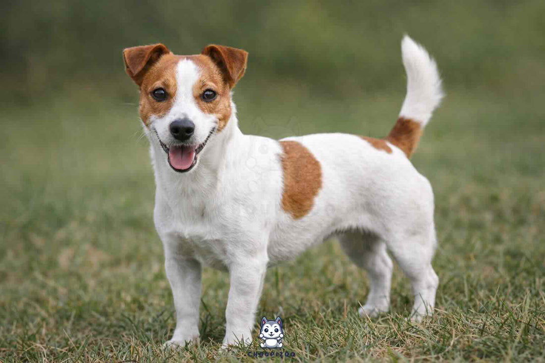 Jack Russell Terrier Caract re Besoins Et Conseils Pour Bien Vivre jack-russell-terrier-caract-re-besoins-et-conseils-pour-bien-vivre