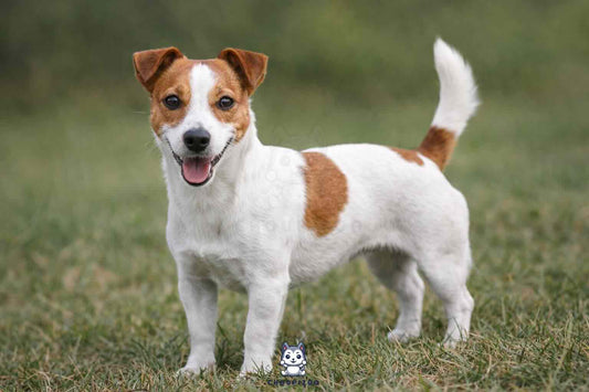 Jack Russell Terrier : caractère, besoins et conseils pour bien vivre avec cette race