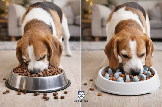 Chien glouton : pourquoi il mange trop vite et comment le ralentir efficacement