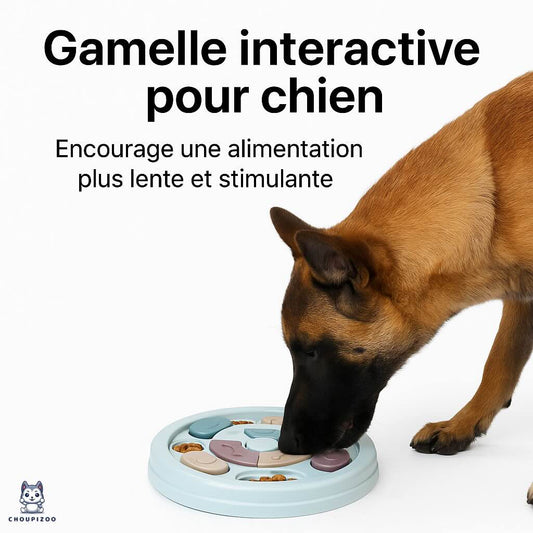 Malinois mangeant dans une gamelle anti-glouton design, gamelle surélevée pour une digestion saine – visuel style Apple