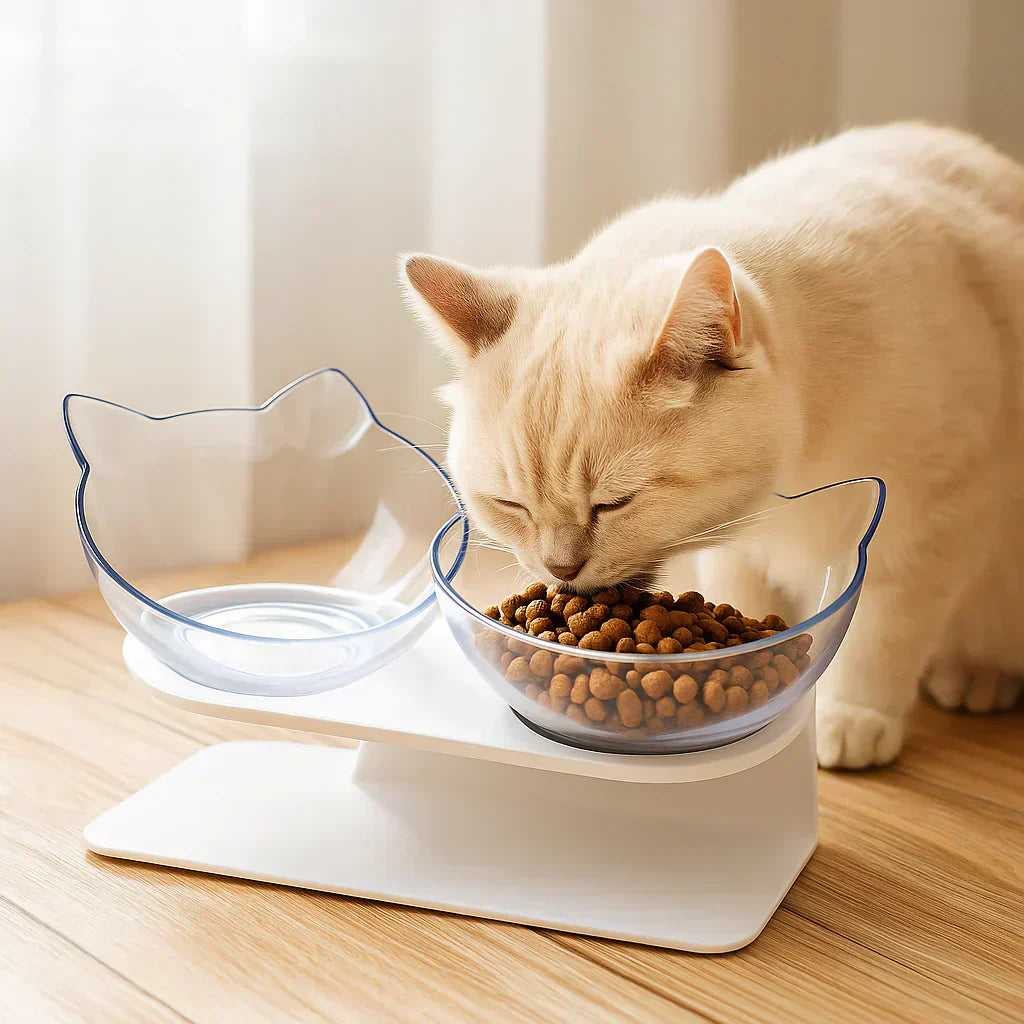 Chat crème mangeant dans une gamelle orthopédique inclinée transparente