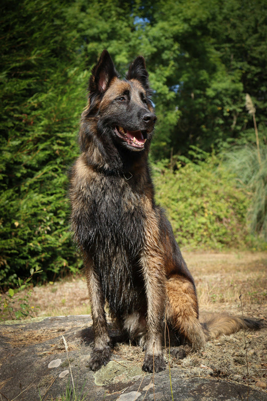 Berger Malinois : tout savoir sur ce chien exceptionnel, intelligent et hyper dévoué