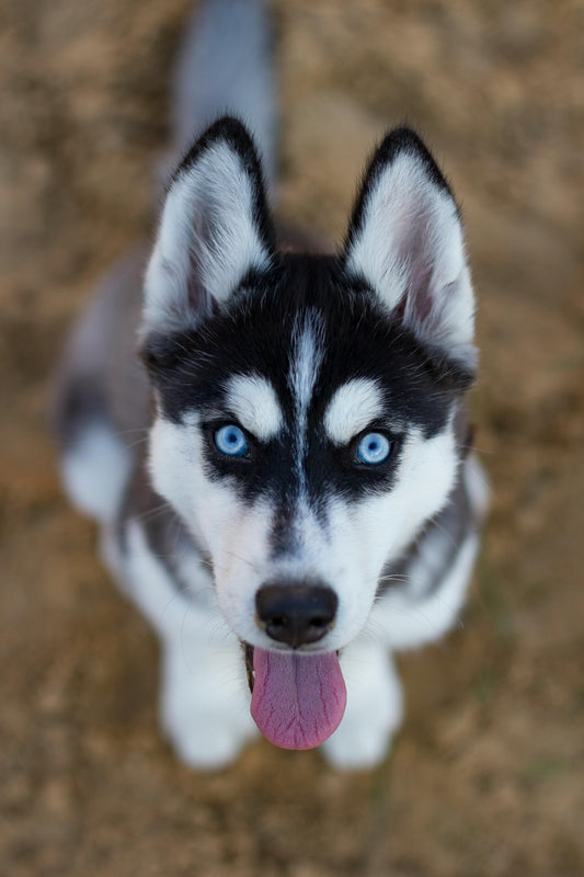 husky sibérien assis 