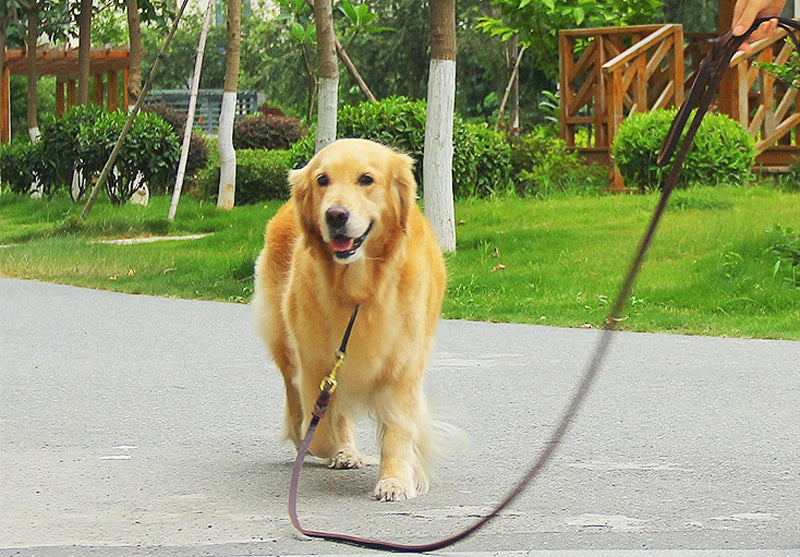 Laisse pour chien en cuir tressé – Élégance, confort et contrôle