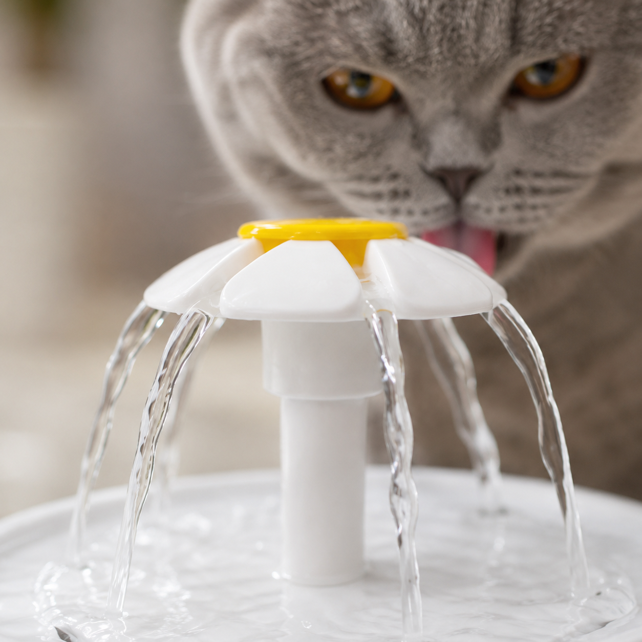 Gros plan d’un chat gris curieux près de la fontaine à eau Daisy avec pétales blancs et eau qui coule.